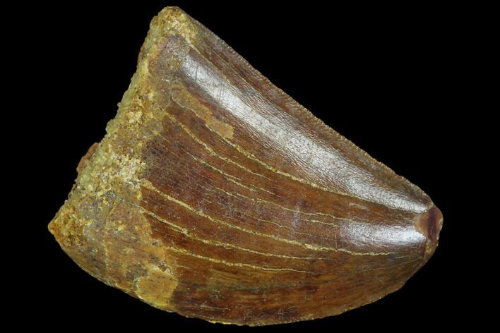 Serrated, Juvenile Carcharodontosaurus Tooth #93106